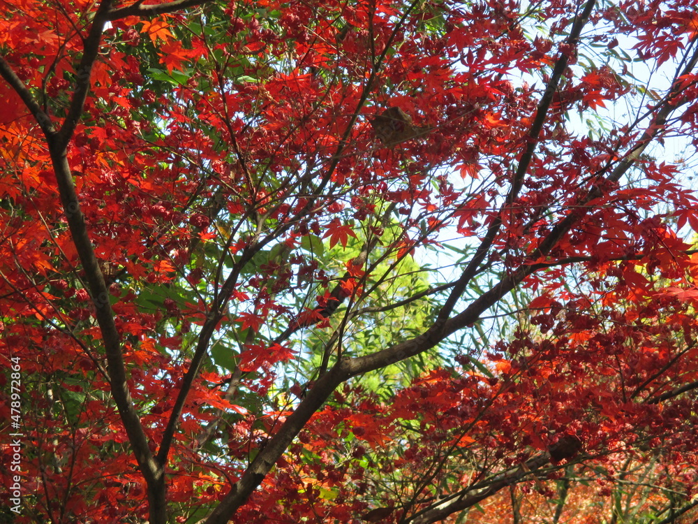 日本の秋を彩る、美しい紅葉