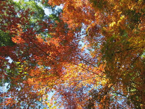 日本の秋を彩る、美しい紅葉