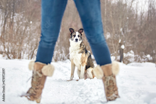 The dog walks in the winter in nature with its owner. They train and play. 