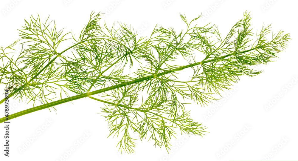 Fototapeta premium Green dill isolated on a white background.