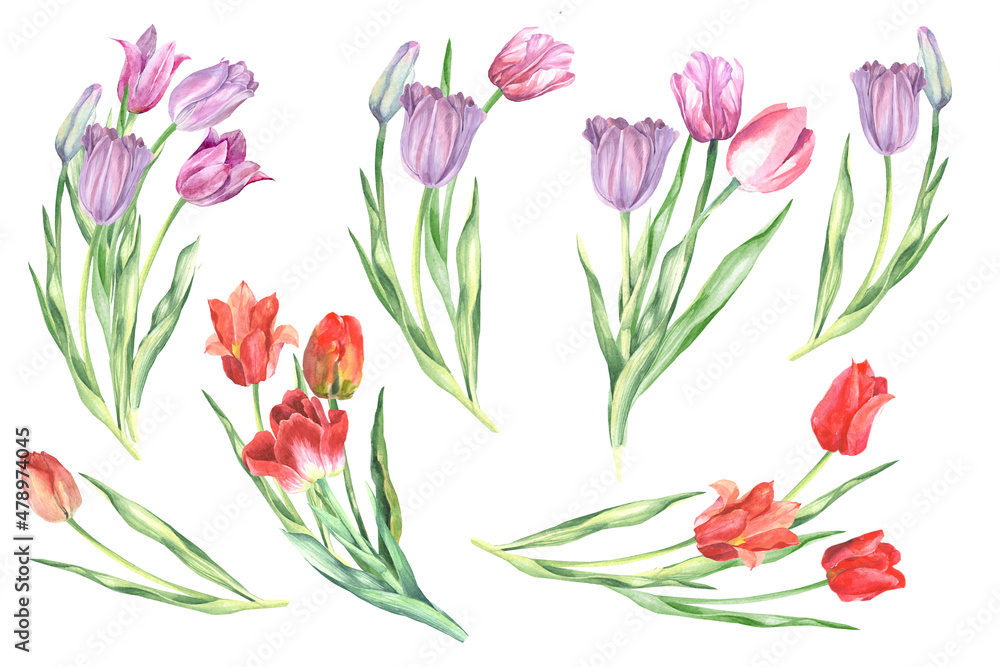 bouquet of tulips isolated.watercolor flowers bouquet of tulips isolated.watercolor flowers