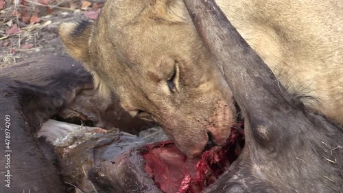 lioness licking and chewing the ribs of a killed wildebeest, second lioness comes closer, grabs the victim with her fangs and pulls it away photo