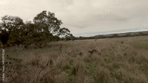 Drone folow shot of a troop of kangaroos running through Australian bush. photo