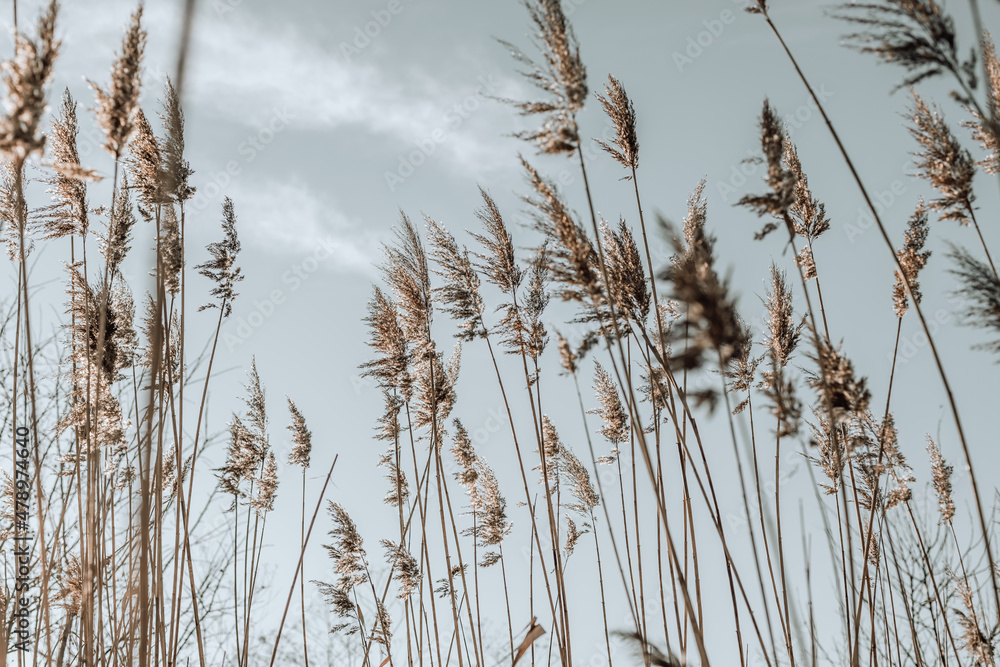 Pampas grass in the sky, Abstract natural background of soft plants Cortaderia selloana moving in the wind. Soft focus, blurred background