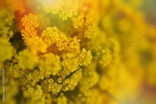 Yellow tiny flowers, tiny flowers with natural bokeh