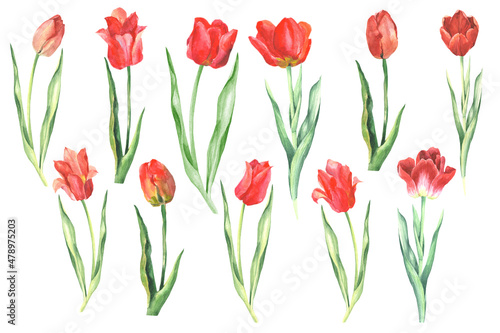tulips isolated on white.watercolor