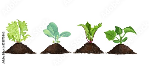 Eco-friendly set of realistic seedlings in peat soil, young plant roots, sprouted beet lettuce seeds, young cabbage, cucumber seedling, growing concept. hand-drawn, isolated on a white background. photo