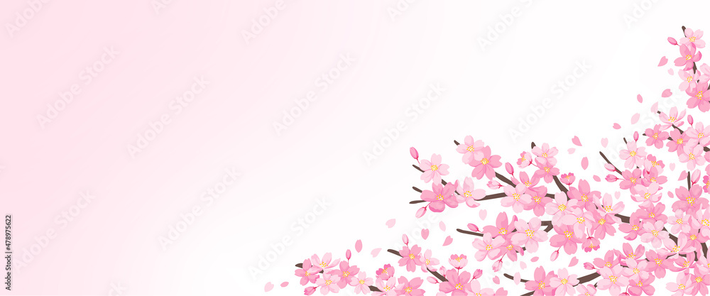 桜の花のイララスト　背景素材　バナーサイズ　ピンクと白のグラデーション背景