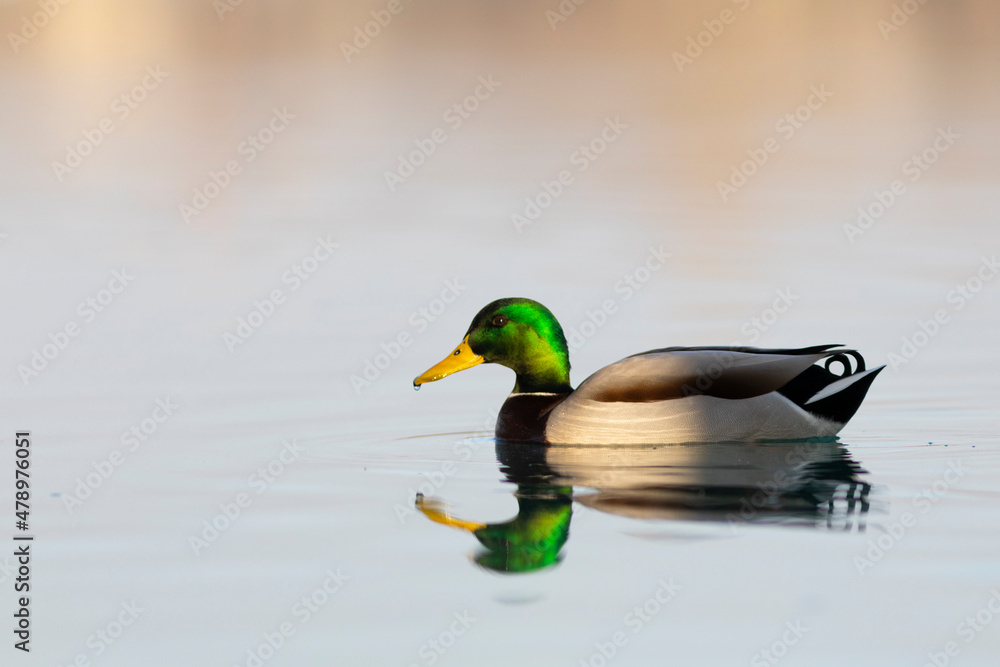 Ánade real macho (anas platyrhynchos) reflejado en un lago al atardecer Ánade real macho (anas platyrhynchos) reflejado en un lago al atardecer