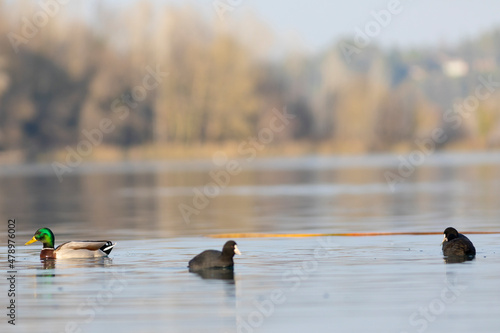 Dos (2) fochas comunes (fulica atra) y un ánade real macho (Anas platyrhynchos) nadando en un lago al atardecer photo