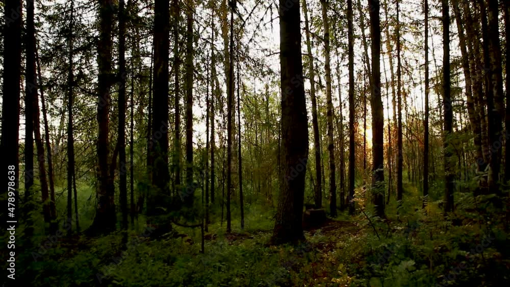 sunrise in the early morning in the wild autumn forest on the lake sunrise in the early morning in the wild autumn forest on the lake