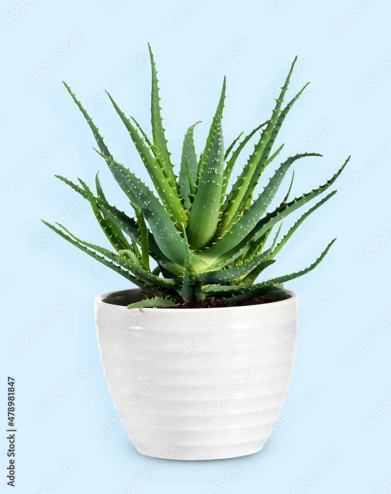 Potted Aloe vera against light blue background in studio Potted Aloe vera against light blue background in studio