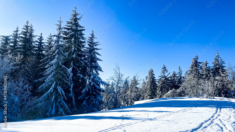Fototapeta premium winter landscape with trees