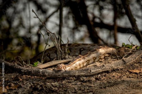 Python molurus or Indian rock python basking in sun light during winters at keoladeo national park or bharatpur sanctuary rajasthan india