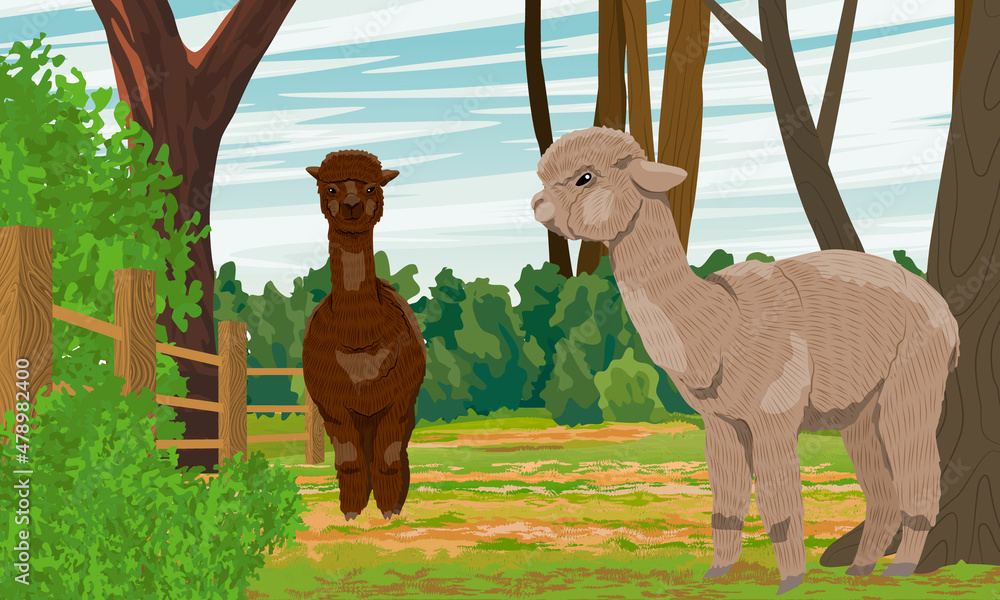 Fototapeta premium Two alpacas Lama pacos on the farm behind the fence. Trees and bushes. Realistic vector landscape