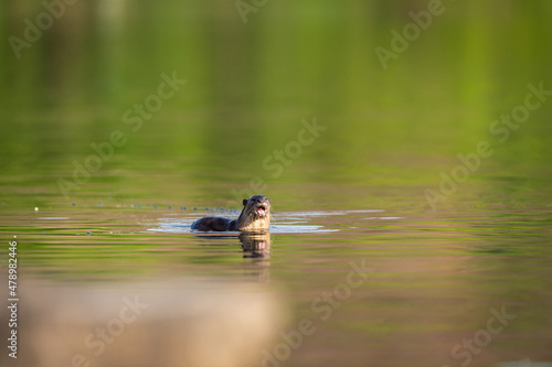 Smooth coated otter or Lutrogale perspicillata with reflection in ramganga river water at dhikala zone of jim corbett national park uttarakhand india photo