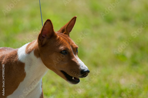 Basenji close up portrait