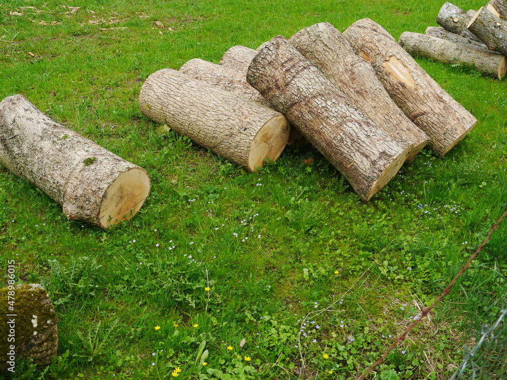 stabled logs nature stabled logs nature