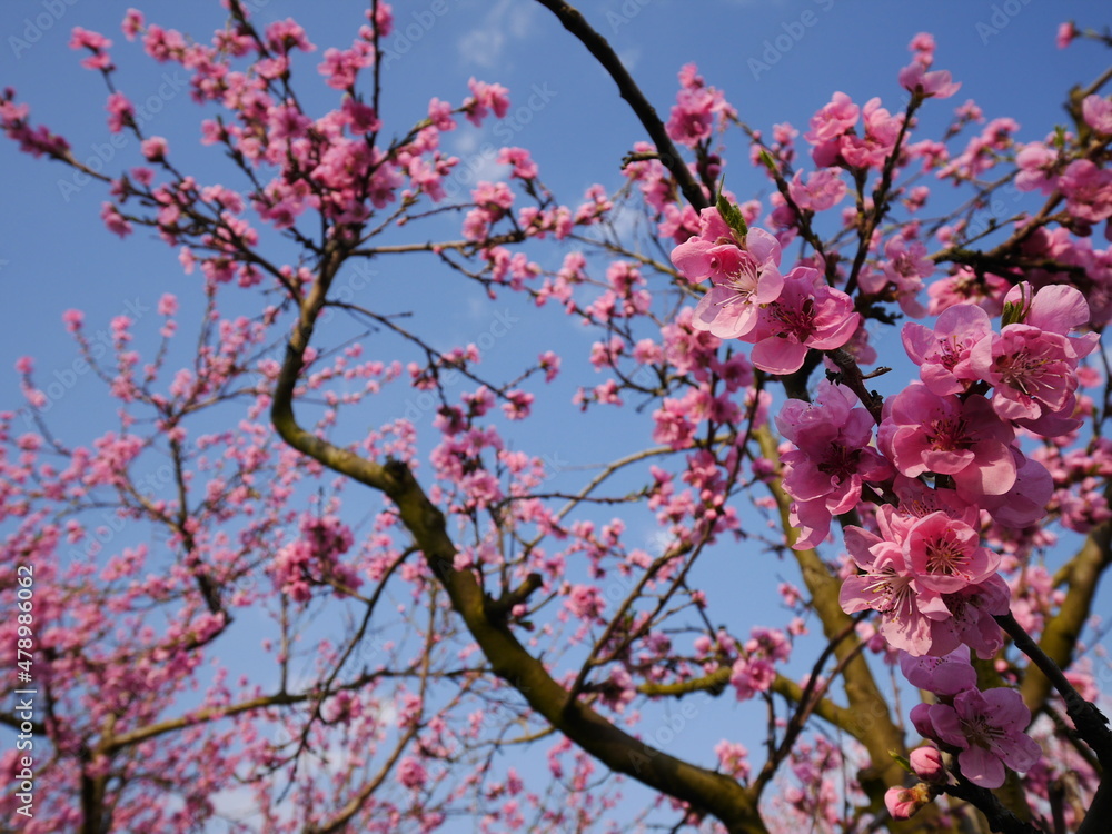 Obraz premium Kirschblüte