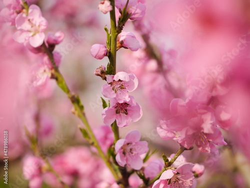 Kirschblüte © bildkistl