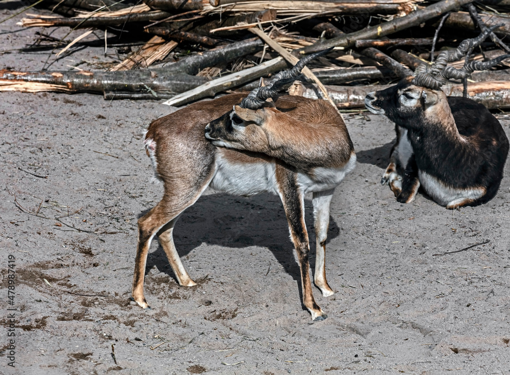 Blackbuck. Latin name - Antilope cervicapra	