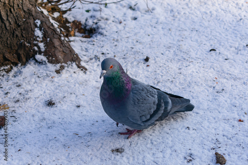 A young gray pigeon walks in the snow in winter in search of food