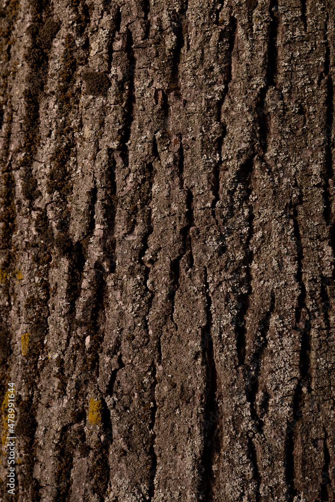 Obraz premium perpendicular view of the bark of a tree