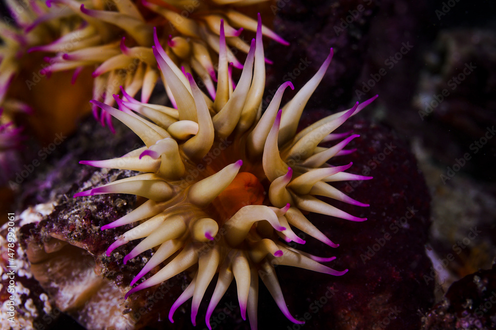 Fototapeta premium A small False plum anemone underwater (Pseudactinia flagellifera) with an orange body and cream tentakles with mauve tips.