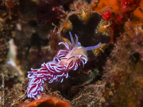 Coral nudibranch underwater (Phyllodesmium horridum) moving on the reef. Orange to pink body with a white stripe along its back. Curved cerata with an iridescent white stripe and purple coloration.
