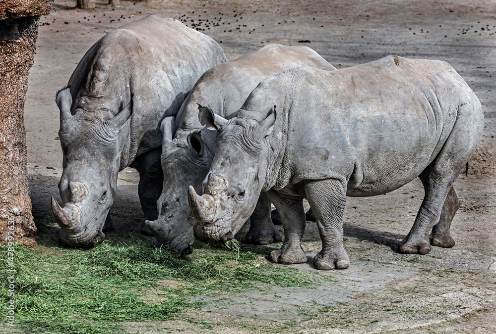 Three african rhinoceroses eating hay. Latin name - Diceros bicornis Three african rhinoceroses eating hay. Latin name - Diceros bicornis