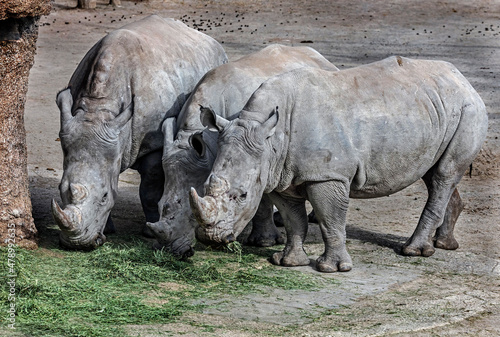 Three african rhinoceroses eating hay. Latin name - Diceros bicornis