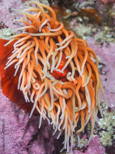 A single orange anemone underwater with long tentacles.