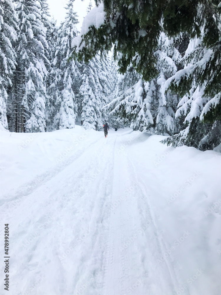 A mountain trail through an evergreen forest in winter. Natural landscape covered with snow. Walking in Tatra mountains A mountain trail through an evergreen forest in winter. Natural landscape covered with snow. Walking in Tatra mountains