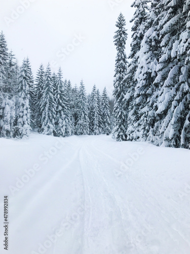 Snowy road through winter forest in the mountains - deep snow like in a fairy tale, Zakopane, Poland, Europe, Tatra mountains