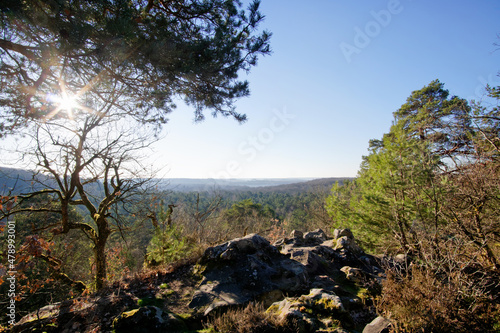 Panoramic view of the Trois pignons forest in the French Gatinais regional nature park