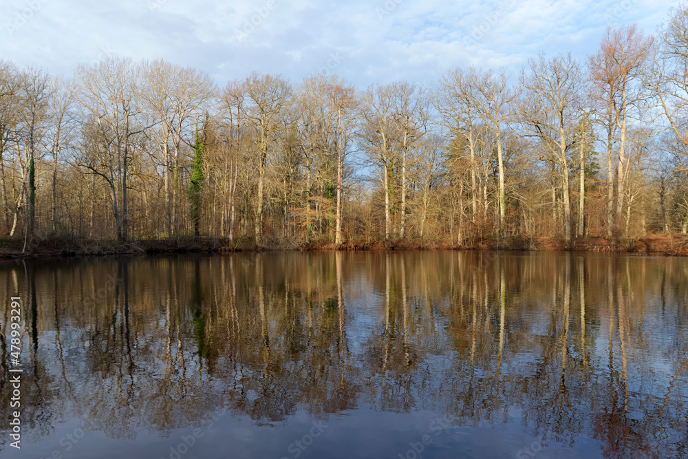 Evees pond in winter season. Fontainebleau forest