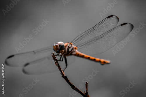 A dragonfly has landed on a dry branch