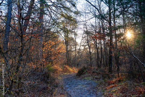 Fototapeta Naklejka Na Ścianę i Meble -  Footpath in winter season. Fontainebleau forest