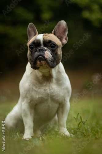 French bulldog puppy © Antonic.supi