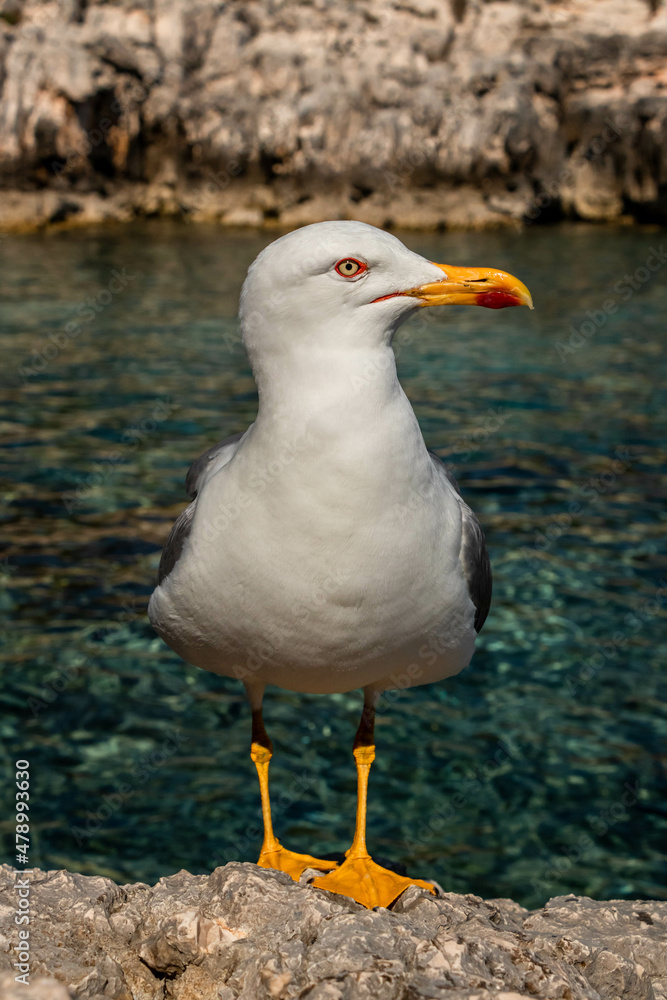 Fototapeta premium seagull on the shore