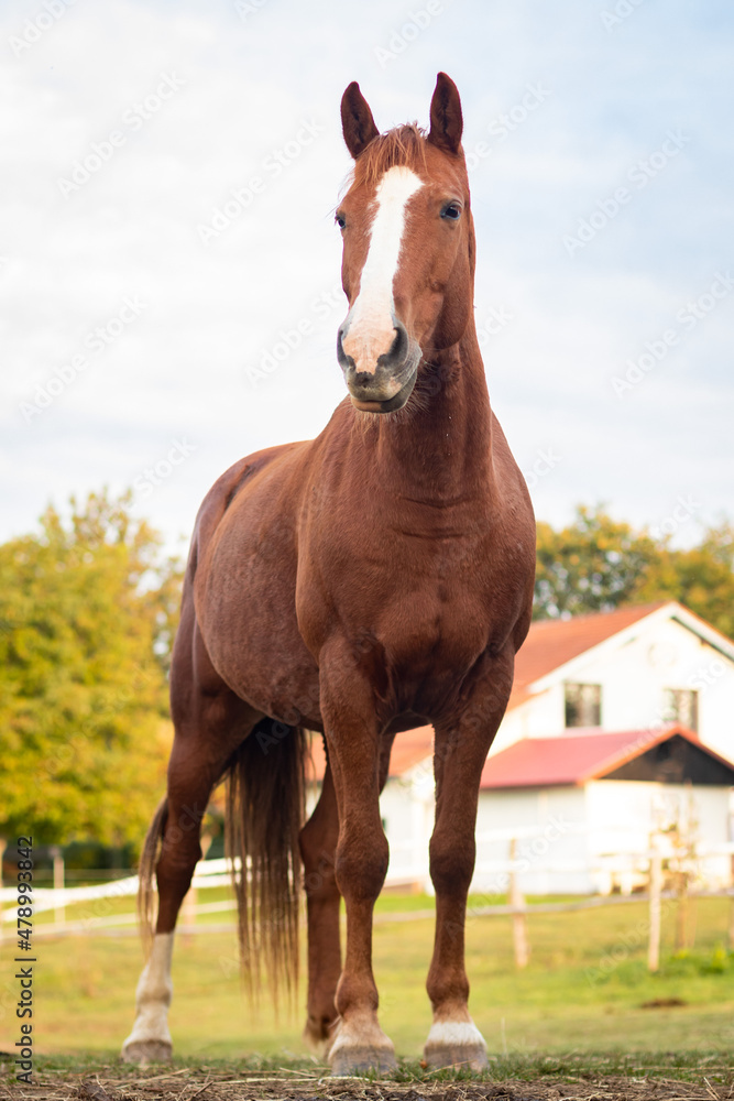 horse in the field horse in the field