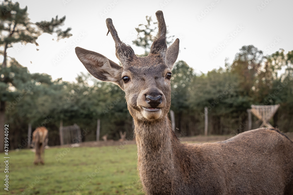 deer in the forest