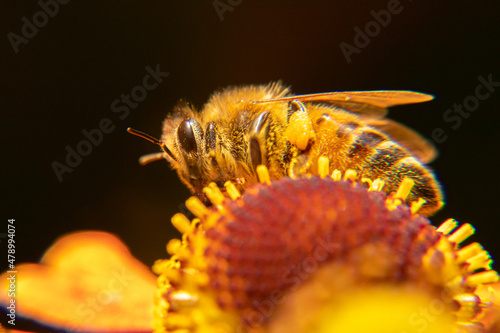 Honey bee covered with yellow pollen drink nectar, pollinating flower. Inspirational natural floral spring or summer blooming garden background. Life of insects. Extreme macro close up selective focus