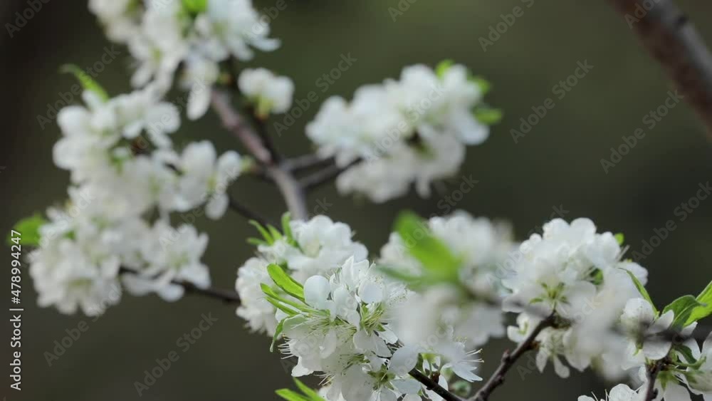 Taiwan’s early spring white plum blossoms are elegant and clean Taiwan’s early spring white plum blossoms are elegant and clean