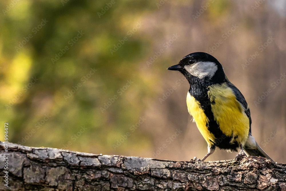 Obraz premium bird on a branch