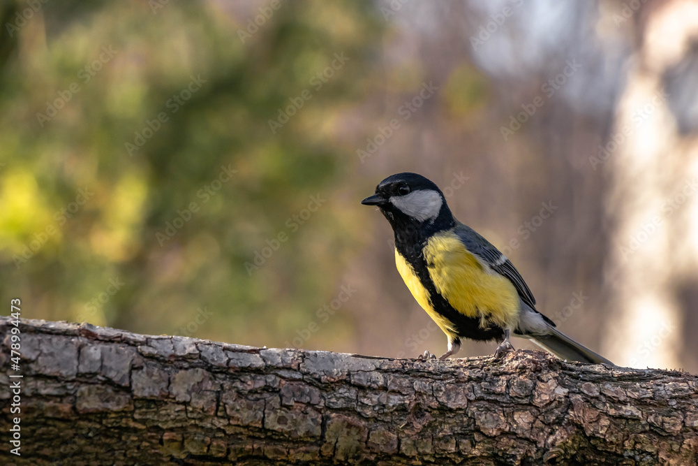 Fototapeta premium yellow wagtail on a branch