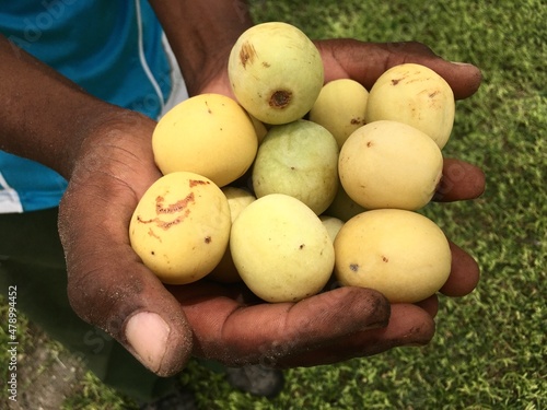 Man holding Ripe wild Marula Fruits  photo