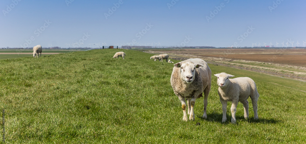 Panorama of a mother sheep and lamb in Groningen, Netherlands Panorama of a mother sheep and lamb in Groningen, Netherlands