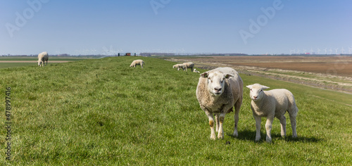 Panorama of a mother sheep and lamb in Groningen  Netherlands