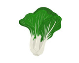 Chinese petiole cabbage or Bok choy or  Pak choi isolated on white background. Hand drawing flat vector illustration